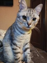 А мы с женой на трассе 1,5 месячного малыша нашли, с Сочи на машине домой ехали и под Воронежем на заправке остановились, смотрю на газоне комочек лежит, думал мертвый уже, а на улице осень и холодно. Я бегом в машину за футболкой, завернули и в Москву в ветеринарку. Оказалось поломано плечо, лапа раздроблена, глазки в инфекции, глисты, блохи.... Какая то сука этого малыши ударила и поломала лапу...... Прошло 2,5 года, по квартире носится на всех своих 4, полосатый как зебра, шерсть плюшевая, кот оказался породистый)