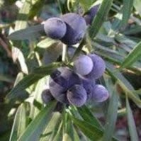 Иллаварская сливовая сосна (?) Illawarra bush plum pine
Ягодки чуть мельче черешни, в виде этаких снеговичков. Съедобна - бОльший шарик мягкий и на вкус как Сливовое желе. Немного отдаёт хвоей.