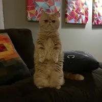 Столбик не столбик, котейка завис