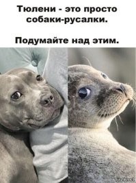 Морской котик, который в прошлой жизни был собакой