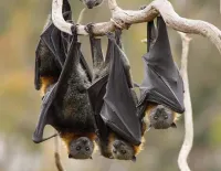 "Летучая мышь, 52 миллиона лет"

Это НЕ летучая мышь. Это крылан, он же - летучая собака/лисица.