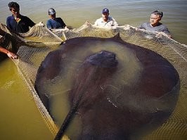 Крупный скат подплыл поздороваться