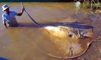 Крупный скат подплыл поздороваться