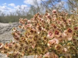 Сфотографировал в пустыне Кара-кум.
Очень красивые цветы, но так как растут под палящим солнцем, они как будто восковые на ощупь, и так же как воск – глянцевые, блестят на свету и с хрустом ломаются в руках.