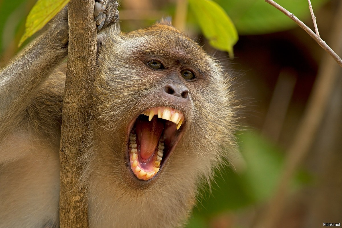 Макак крабоед. Злая обезьяна. Кричащая обезьяна. Зубы шимпанзе.
