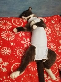 У меня кот иголку проглотил.Операция,капельницы,уколы,клизмы....Потом пришлось менять клинику из за некомпетентности ветеринаров.И только пошёл на поправку и подхватил инфекцию.И всё заново.Еле выходили.