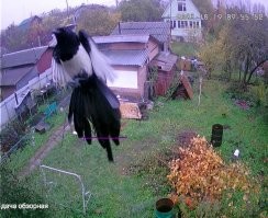 На мою камеру птицы повадились дифелировать.