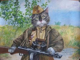 Кажется, кто-то котиков обижает.