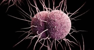 Гонококки (Neisseria gonorrhoeae), возбудители гонореи.