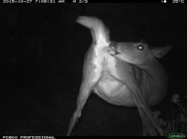 Самые странные и жуткие снимки, сделанные лесными фотоловушками