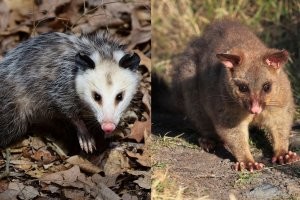 Опоссум и поссум это разные представители фауны,кстати,но ситуация реально умилительная!