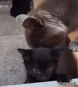 просто задолбали.
у меня кошка проще делала - приносила котят, на! воспитывай!
но кота к ним не подпускала.
примерно так: