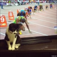 Котики, которые оказались в нужное время в нужном месте