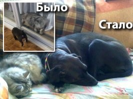 Оба - подобранцы. Есть еще две кошки-подобранки. Все стерилизованы и живут дружно. Кроме собаки. Собачий век краток. Собака живет в нашей памяти.