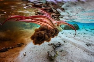 Увидев под водой такое, я бы наверное превратился не на долго в каракатицу...