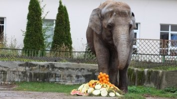 А у нас в калининградском зоопарке тоже живёт весьма солидна слониха Преголя. Ей буквально пару недель назад тоже отмечали 53 года. Тоже давно празднуют её день рождения тортиками и вообще праздником. К сожалению она одна в нашем зоопарке. Она родилась и выросла тут, но её родители умерли ещё в начале 200-х. Вольер не предполагает содержания нескольких животных, а денег на новое глобальное строительство к сожалению у зоопарка нет. Так что скорее всего Преголя будет одна и слонов у нас пока не добавится. Но все любят нашу даму. Работники устраивают ей разные игры, бассейн починили, расширили зимний павильон и устроили там почесульки, игры.
