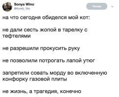 Разочарование пушистых