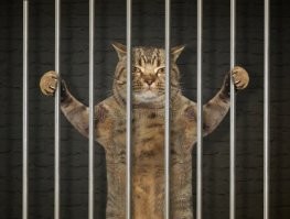 "Кот на свободе - пока его забрали в отдел полиции"

Ну да... Сразу песня вспомнилась:
"Я свободен, словно птица в небесах,
Я свободен, я забыл, что значит страх."

Но ведь есть нюанс. Свобода была не долгой. Сразу же менты повязали и за решетку бросили).