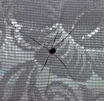 Строго говоря, это не паук, а паукообразное. К тому же сильно травмированное - отсутствуют 2 ноги - вторая справа и четвёртая слева.