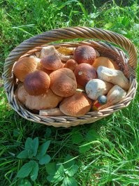 И еще один нюанс- там лесов не осталось... И из грибов они знают только мухоморы..Вот тупые... А найти беленький грибочек.А лучше сразу несколько- это такой восторг. Никакого шнапса не надо.