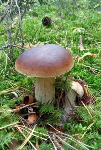 И еще один нюанс- там лесов не осталось... И из грибов они знают только мухоморы..Вот тупые... А найти беленький грибочек.А лучше сразу несколько- это такой восторг. Никакого шнапса не надо.