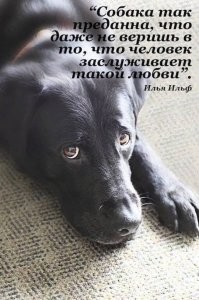 Вместе навсегда: мужчина навещает своего умершего пса в VR-шлеме