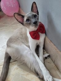 Британцики и шотладнчики часто выглядят милыми грусняшами) У меня Орик) морда всегда любопытная и готова к тусе)