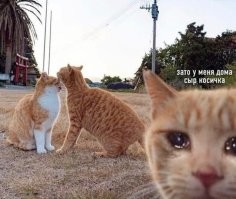 Котики-завистники