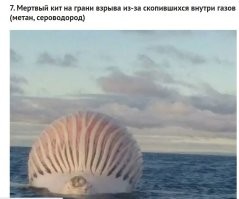 Кстати, есть видео, как взрываются киты. Кому интересно,может погуглить - "Ученые сняли на видео взрыв гигантской туши мертвого кашалота".