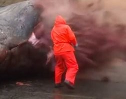 Кстати, есть видео, как взрываются киты. Кому интересно,может погуглить - "Ученые сняли на видео взрыв гигантской туши мертвого кашалота".