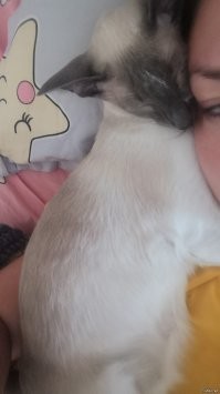 У Ориенталов такое вообще у каждого. Породная черта. Как и Хозяина обожать безмерно и ни на минуту не отпускать из вида. Общаться с ним.