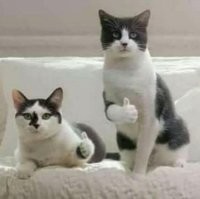 Спасатели включили звук голоса мамы-кошки, чтобы выманить котёнка из подвала