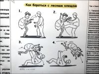 Вот ей инструкция 

это о клеще.
 С клопами примерно так же.
