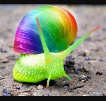 Вааще точняк. Улитки безмозглые, сисек нет, гермафродиты, асоциалы (всегда в доме). Так что отлично подойдёт либо Черная мистерия - она полностью черная. Либо вот такая :)