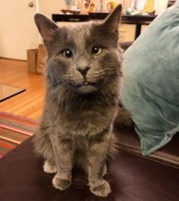 У кошек есть 300 выражений морды, которые они используют при общении