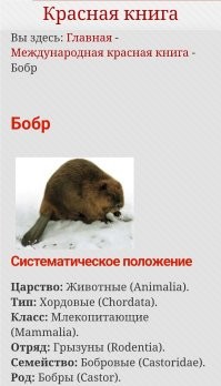 Бобры изменили русло реки, затопили село и оставили две деревни без света