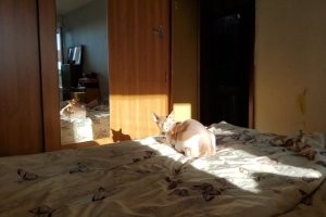 Шлёп, шлёп: звук борьбы двух лысых кошек