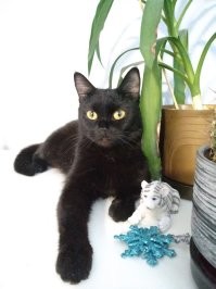 Вот такое чудо было найдено на улице))).