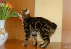 У меня кошка - курильский бобтейл окраса золотой мрамор. Вот как на картинке. Довольно сложный, симметричный на правом и левом боках рисунок, и цвета тоже не из простых. Кошка вся такая породистая, в роду у нее мировые чемпионы, с кем попало ей нельзя. Потому ездили за котятами два раза к одному и тому же жениху, тоже чемпиону. Так вот: первый раз родилось двое котят - точные копии мамы. Вот прямо до всех завитушек. А во второй - тоже двое котят, но точные копии папы. Так что бывает такое, и, наверное, не так уж и редко.