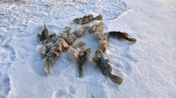 а так... да. не видел. ел только.