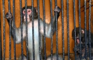 В Тольятти мигрант обматерил пенсионерку и ударил "Газель"