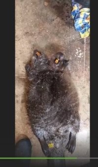 А этого, интересно, к каким отнести.