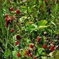 Вы думаете клубнику размером 2 евро обрабатывают какой-то другой химией? Хотите настоящей ягоды - добро пожаловать в лес. Только дубину от комаров захватить не забудьте.))