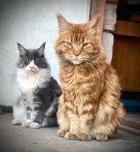 Ну вот наши коты сироты, всю округу котов построили. 
Ну и друг вон той, что на голове лежит.