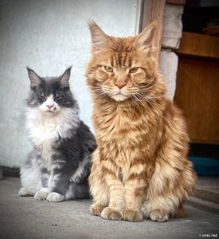 Ну вот наши коты сироты, всю округу котов построили. 
Ну и друг вон той, что на голове лежит.