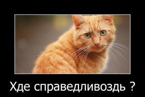 На Камчатке бездомных собак начнут кормить красной рыбой