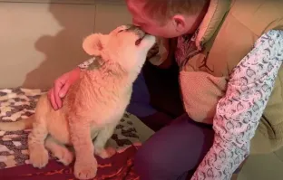 Всех этих фотодельцов давным-давно надо уничтожить. Найт их очень просто. Они все мучают животин ради прибыли, а дебилы ещё и фотографирутся с этим несчастными. Сейчас следим за реабилетацией маленькой львицы, которую неравнодушные люди спасли от вот таких же упырей. Сейчас малышка у Зубкова и поправляется. Но за свои несколько месяцев жизни зверушка настрадалась жизнью в тесной клетке, где почти не могла вставать, кормили шашлыком, если вообще кормили. В итоге лапы почти не действовали, ходить не могла, на передней переломы, так что почти на неё не опирается, сама какать не могла, бедный львиный ребёнок умирал. И вот такие "предприниматели" не считали что делают нечто плохое, пытают живое существо.  Надо было видеть эти прекрасные страдающие глазки... КАК МОЖНО было мучить такое чудо?!