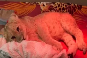 Всех этих фотодельцов давным-давно надо уничтожить. Найт их очень просто. Они все мучают животин ради прибыли, а дебилы ещё и фотографирутся с этим несчастными. Сейчас следим за реабилетацией маленькой львицы, которую неравнодушные люди спасли от вот таких же упырей. Сейчас малышка у Зубкова и поправляется. Но за свои несколько месяцев жизни зверушка настрадалась жизнью в тесной клетке, где почти не могла вставать, кормили шашлыком, если вообще кормили. В итоге лапы почти не действовали, ходить не могла, на передней переломы, так что почти на неё не опирается, сама какать не могла, бедный львиный ребёнок умирал. И вот такие "предприниматели" не считали что делают нечто плохое, пытают живое существо.  Надо было видеть эти прекрасные страдающие глазки... КАК МОЖНО было мучить такое чудо?!