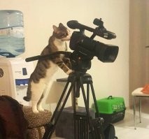 Котэ явно в шоке от происходящего. )))