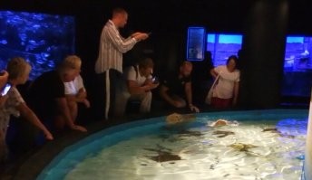 В океанариуме скаты реально из воды выпрыгивают,когда их кормят. Не видел, что бы какая-то другая рыба так делала.(скаты,конечно,в океанариуме поменьше).